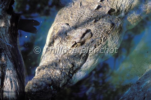 crocodylus porosus.JPG - Crocodile marin ou crocodile à double crêteCrocodylus porosusEsturine crocodile or Saltwater crocodileCrocodylidaeAustralie